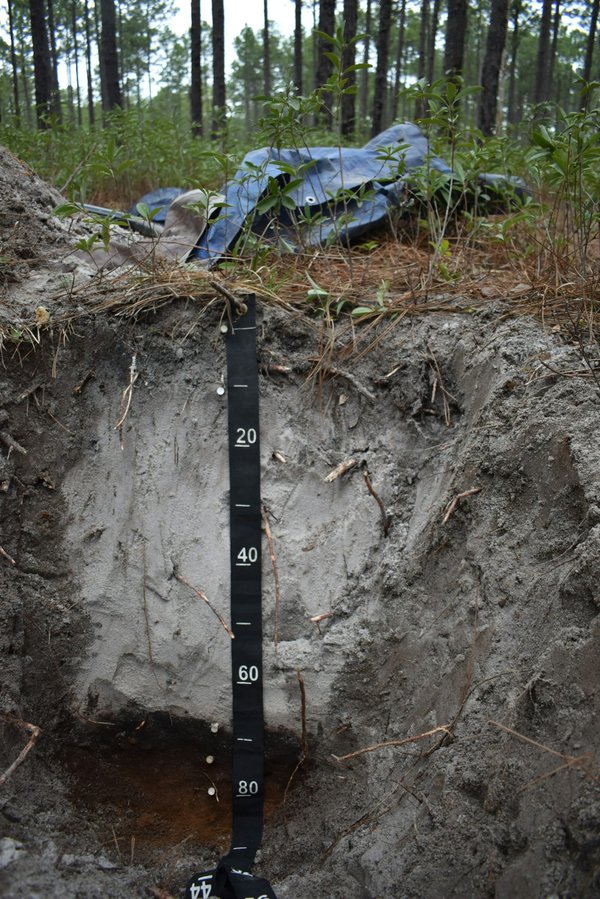 Which Soil Amendments Help Improve Water Retention in South UK's Sandy Soils?